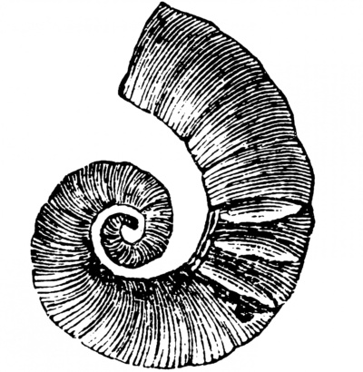 Illustration of a Spirula peronii